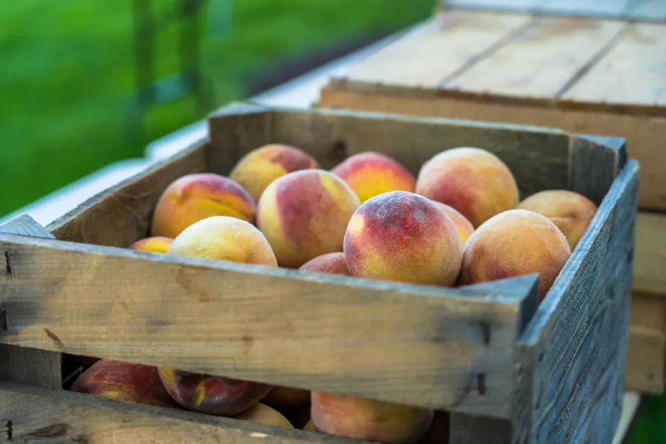 A wooden crate of ripe peaches.